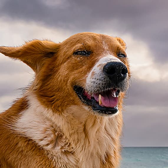 Relaxmydog