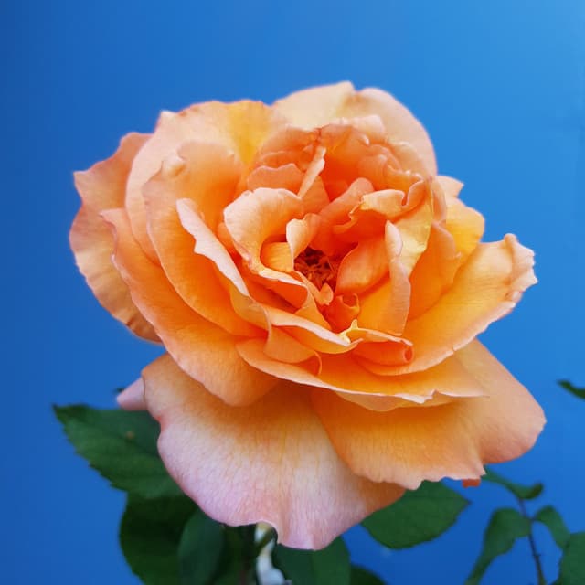 Entspannende Blume