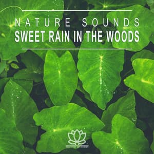 Nature Sounds: Sweet Rain in the Woods - Meditation Zen Master