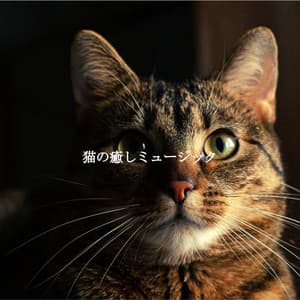 猫の癒しミュージック - Calming Jazz Lounge