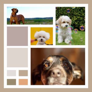 Soprano Sax Solo - Background Music for Lonely Dog - Dog Music Library