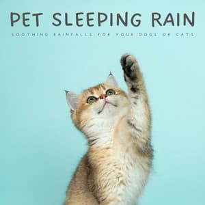 Pet Sleeping Rain: Soothing Rainfalls For Your Dogs Or Cats - Relaxing Music for Cats