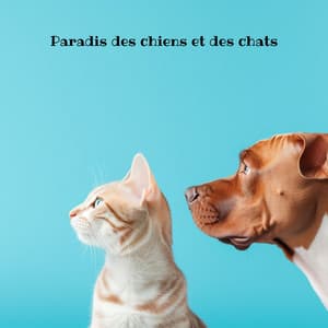 Paradis des chiens et des chats : musique thérapeutique relaxante pour des animaux heureux - Chien musique