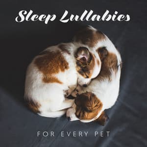 Sleep Lullabies for Every Pet: Gentle Music to Sleep to Your Pets, Calming Therapy, Music to Relax Your Puppies - Pet Care Club