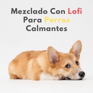 Melodía De Sueño: Mezclado Con Lofi Para Perros Calmantes - Café Lofi