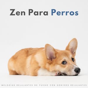 Zen Para Perros: Melodías Relajantes De Fuego Con Sonidos Relajantes - Música Relajante New Age Culture