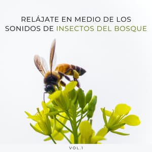 Relájate En Medio De Los Sonidos De Insectos Del Bosque Vol. 1 - Academia de Música con Sonidos de la Naturaleza