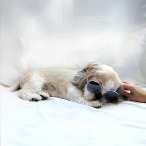 Relaxation binaurale du chien - Benn Fiechter