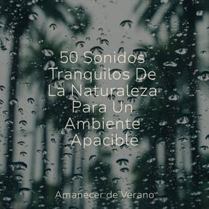 50 Sonidos Tranquilos De La Naturaleza Para Un Ambiente Apacible - Canciones Para Niños