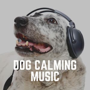 Dog Calming Music - Dog Music Therapy