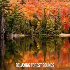 Relaxing Forest Sounds - Forest Sounds