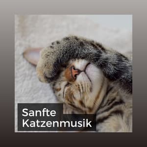 Sanfte Katzenmusik - Katzenmusik