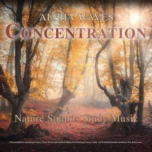 Alpha Waves Concentration - Nature Sounds Study Music - Binaural Beats, Isochronic Tones, Theta Waves and Ambient Music For Studying, Focus, Study Aid With Bird Sounds and Music For Relaxation - Binaural Beats Study Music