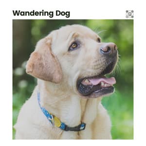 Wandering Dog - Sleeping Music For Dogs