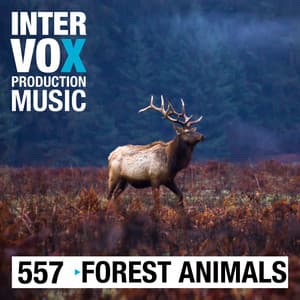 Forest Animals - Christoph Terbuyken