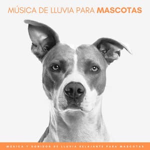 Música De Lluvia Para Mascotas: Música y Sonidos De Lluvia Relajante Para Mascotas - Las Vientas