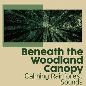 Beneath the Woodland Canopy - Calming Rainforest Sounds