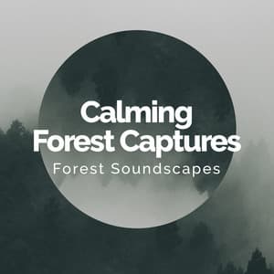 Calming Forest Captures - Forest Soundscapes