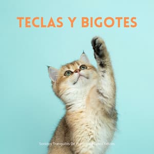 Teclas Y Bigotes: Sonidos Tranquilos De Piano Para Gatos Felices - Gato de piano