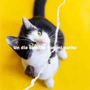 Un día sencillo con mi gatito - Valentine's Day Music