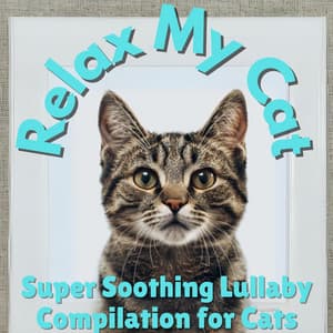 Relax My Cat - Super Soothing Lullaby Compilation for Cats - Relax My Cat