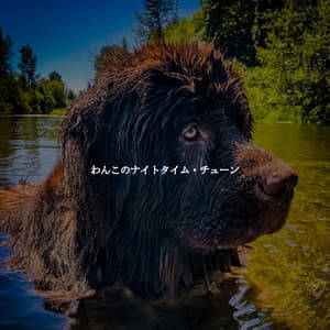 わんこのナイトタイム・チューン - Good Morning Jazz