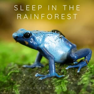 Sleep in the Rainforest - Summer Showers