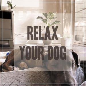 Relaxing Songs for Dogs - Pet Music