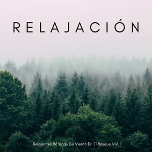 Relajación: Relajantes Ráfagas De Viento En El Bosque Vol. 1 - Cuatro Vientos