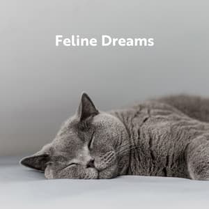 Feline Dreams - David Kernes