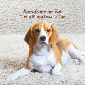 Raindrops on Fur: Calming Binaural Beats for Dogs - Binaural Doctor