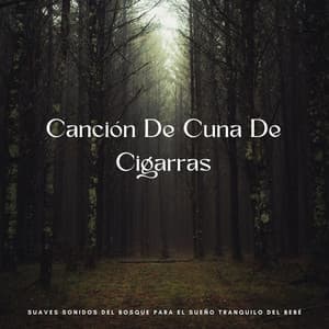 Canción De Cuna De Cigarras: Suaves Sonidos Del Bosque Para El Sueño Tranquilo Del Bebé - Naturalis