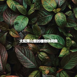 太阳落山前的植物休闲曲 - Cafe Jazz Tokyo