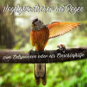 Vogelgezwitscher bei Regen, zum Entspannen oder als Einschlafhilfe - Vogelgezwitscher MSA