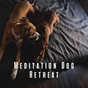 Meditation Dog Retreat: Gentle Rain for Restful Pups - 1 Hour Meditation