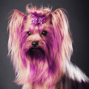 Music for Friday Dog Events - Dog Separation Anxiety Music