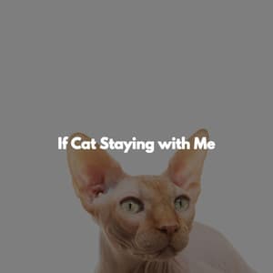 If Cat Staying with Me - Downtempo Jazz Coffee House