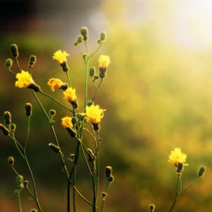 Symphony of Nature's Tranquil Morning Glow - Healing Music Spirit