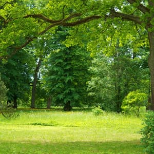 Symphony of Trees: Rustling Melodies in Nature - Natural Healing Music Zone