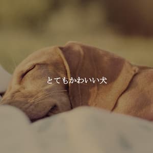 とてもかわいい犬 - Cafe Chillout Jazz
