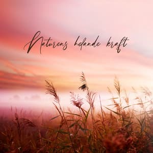 Naturens helande kraft: Musikmedel mot ångest och stress - Avslappning Musik Akademi