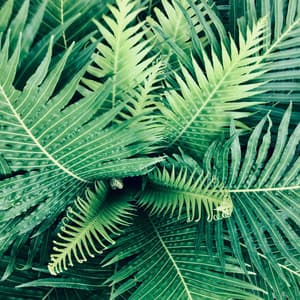 50 Wonderful Sounds for Deep Sleep and Relaxation - Sleep Songs 101