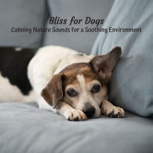Bliss for Dogs: Calming Nature Sounds for a Soothing Environment - Ultimate Sounds of Nature