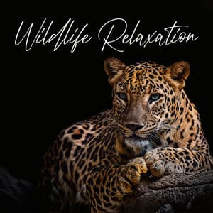 Wildlife Relaxation: Traditional African Music Compilation - Mysterious World Music