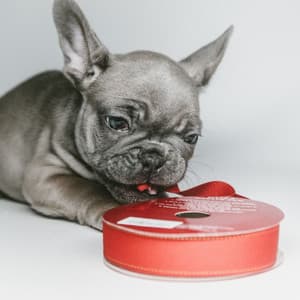 Ambiance for Calming Your Dog - Relaxing Dog Music Radio