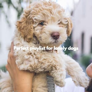 Perfect playlist for lonely dogs - Dog Separation Anxiety Music