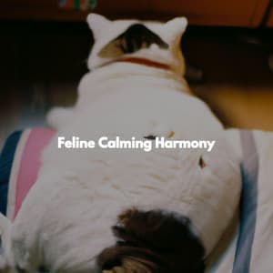 Feline Calming Harmony - Calm Elevator Music