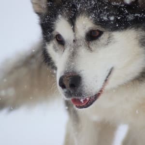 Backdrop for Calm Puppies - Paradise Like Trumpet and Alto Sax - Relaxing Dog Music Seduction