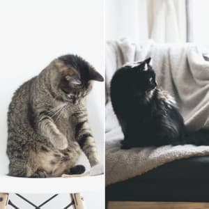 Feelings for Kitty Cats - Soothing Cat Music