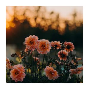 Sing My Song to Me - Universe of Nature Orchestra